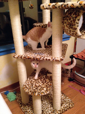 Checkin out Cat Tree.jpg